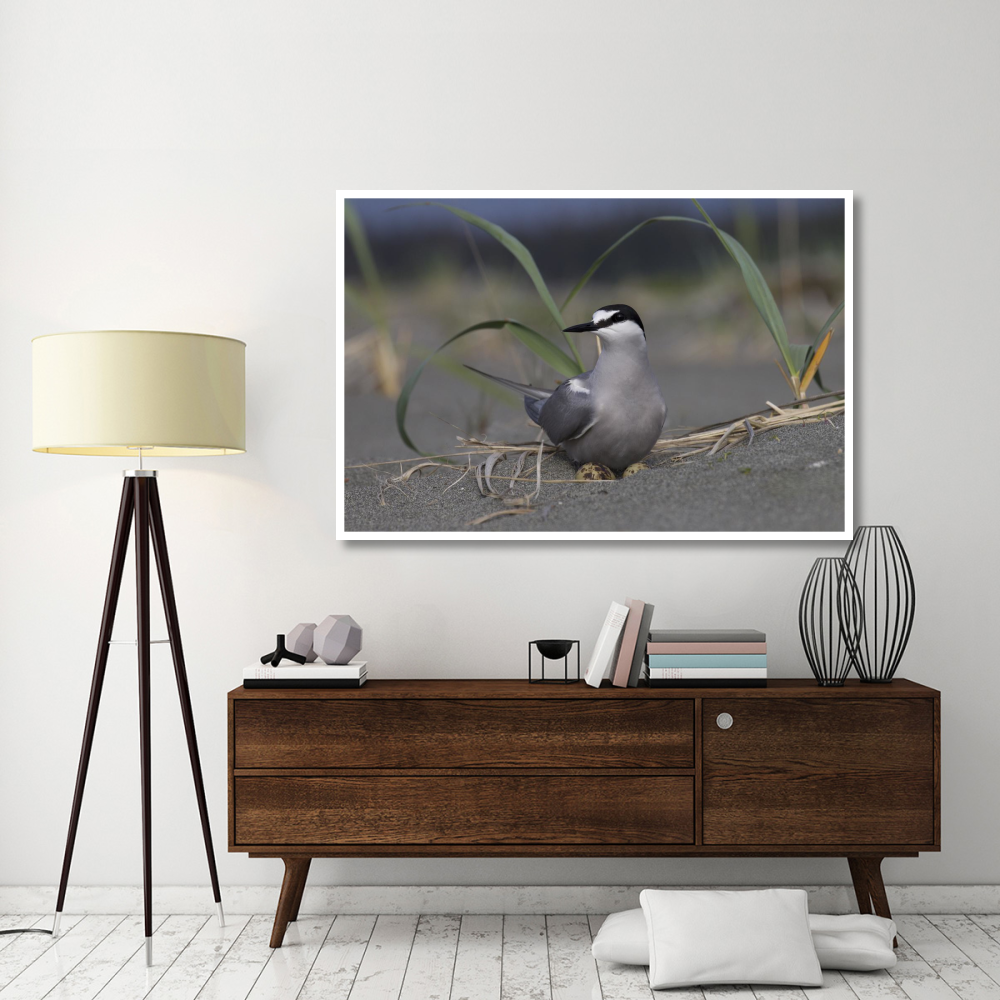 Aleutian Tern on ground nest with single egg, Yakutat, Alaska-Paper Art-62&quotx42"