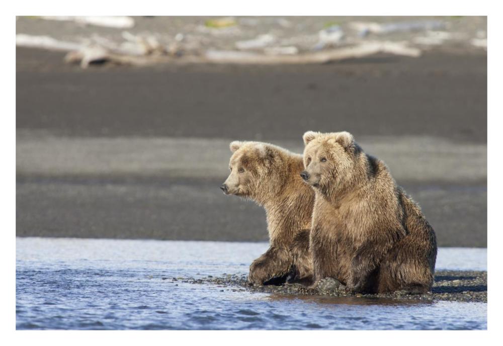 Grizzly Bear yearlings on shore, Katmai National Park, Alaska-Paper Art-32"x22"