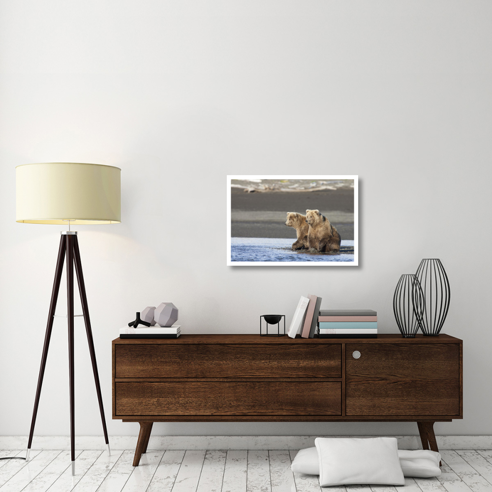 Grizzly Bear yearlings on shore, Katmai National Park, Alaska-Paper Art-32&quotx22"