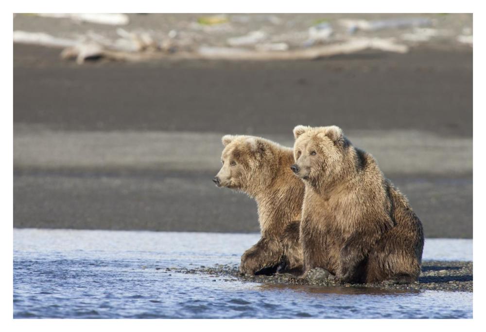 Grizzly Bear yearlings on shore, Katmai National Park, Alaska-Paper Art-38"x26"