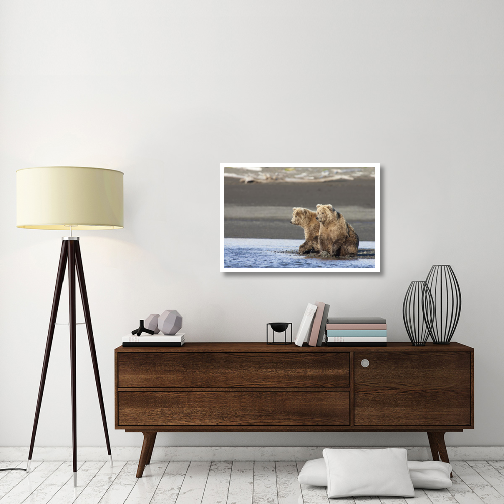 Grizzly Bear yearlings on shore, Katmai National Park, Alaska-Paper Art-38&quotx26"