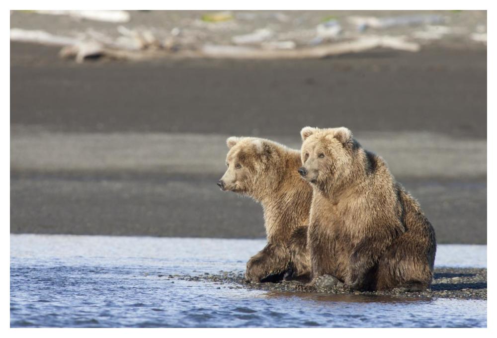 Grizzly Bear yearlings on shore, Katmai National Park, Alaska-Paper Art-50"x34"