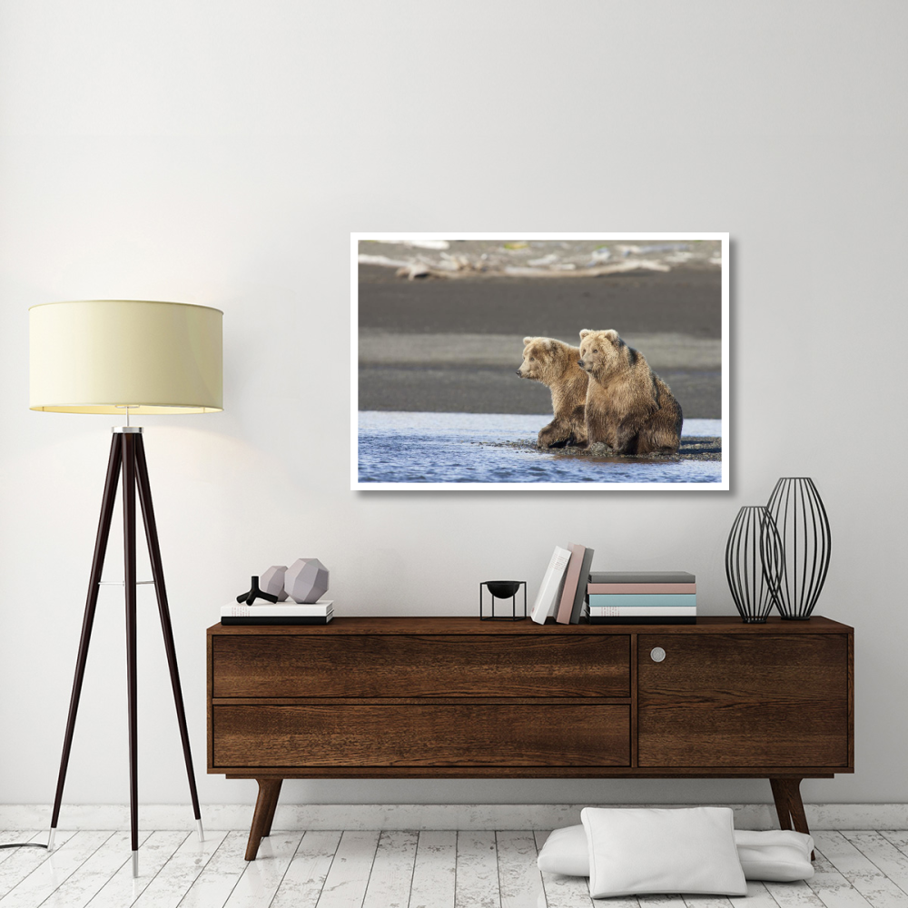 Grizzly Bear yearlings on shore, Katmai National Park, Alaska-Paper Art-50&quotx34"