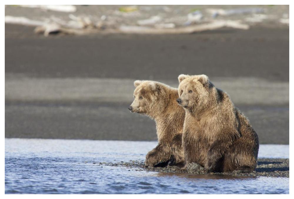 Grizzly Bear yearlings on shore, Katmai National Park, Alaska-Paper Art-62"x42"