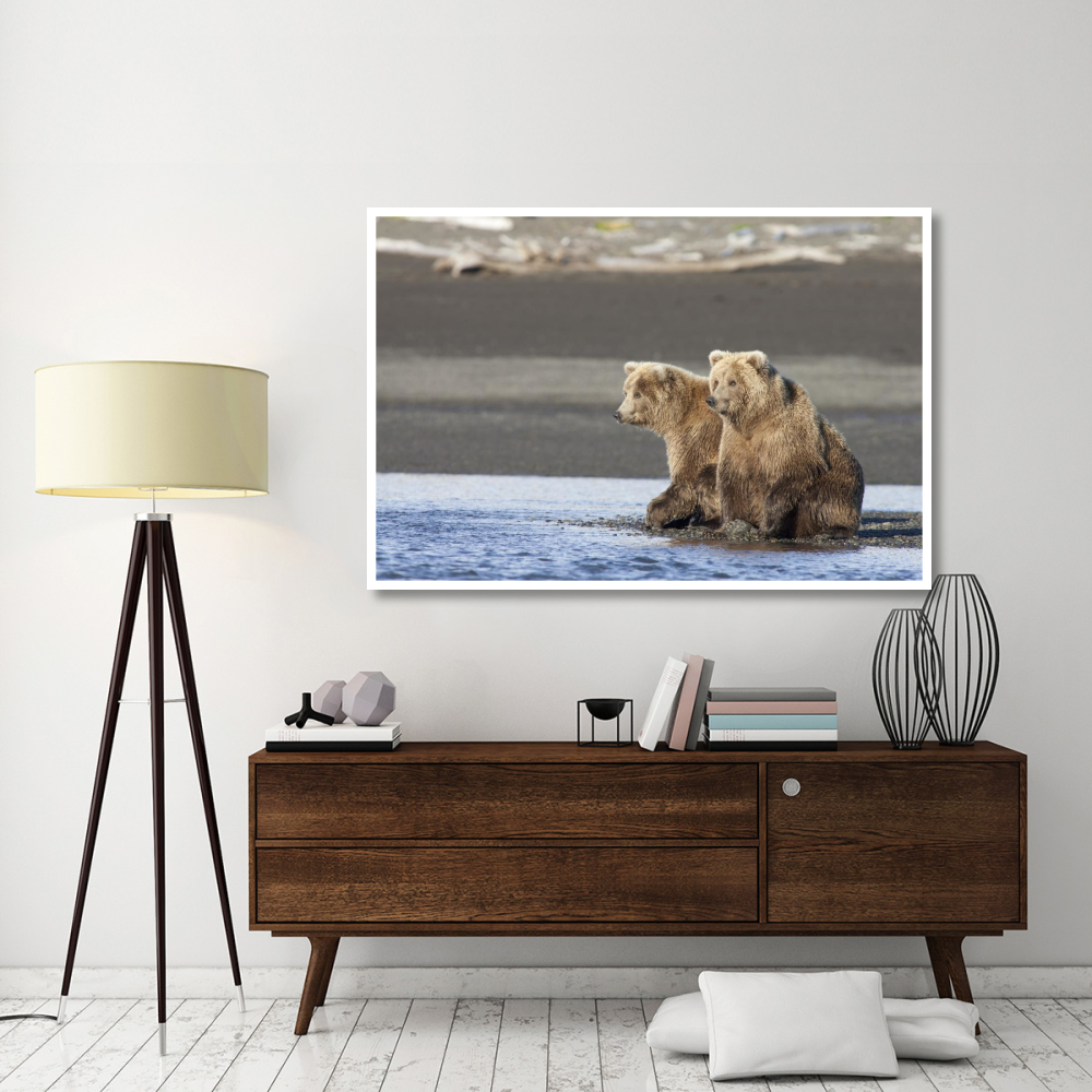 Grizzly Bear yearlings on shore, Katmai National Park, Alaska-Paper Art-62&quotx42"