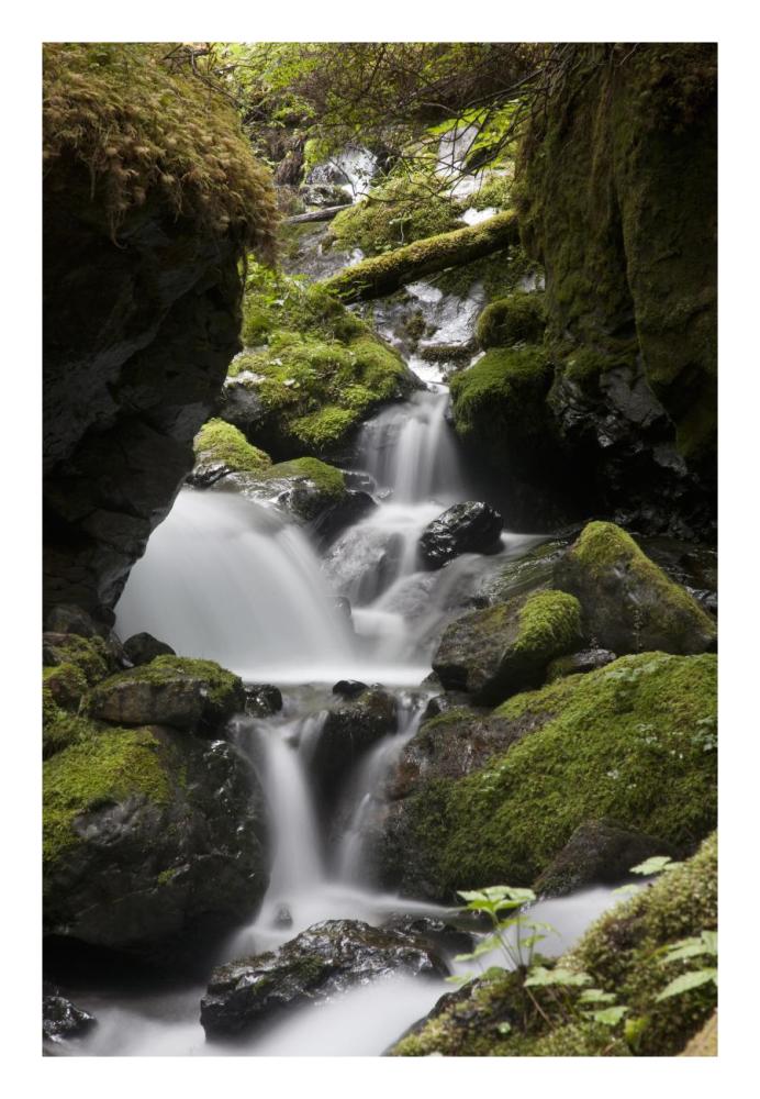 Cascading creek in temperate rainforest interior, Sitka, Alaska-Paper Art-18"x26"