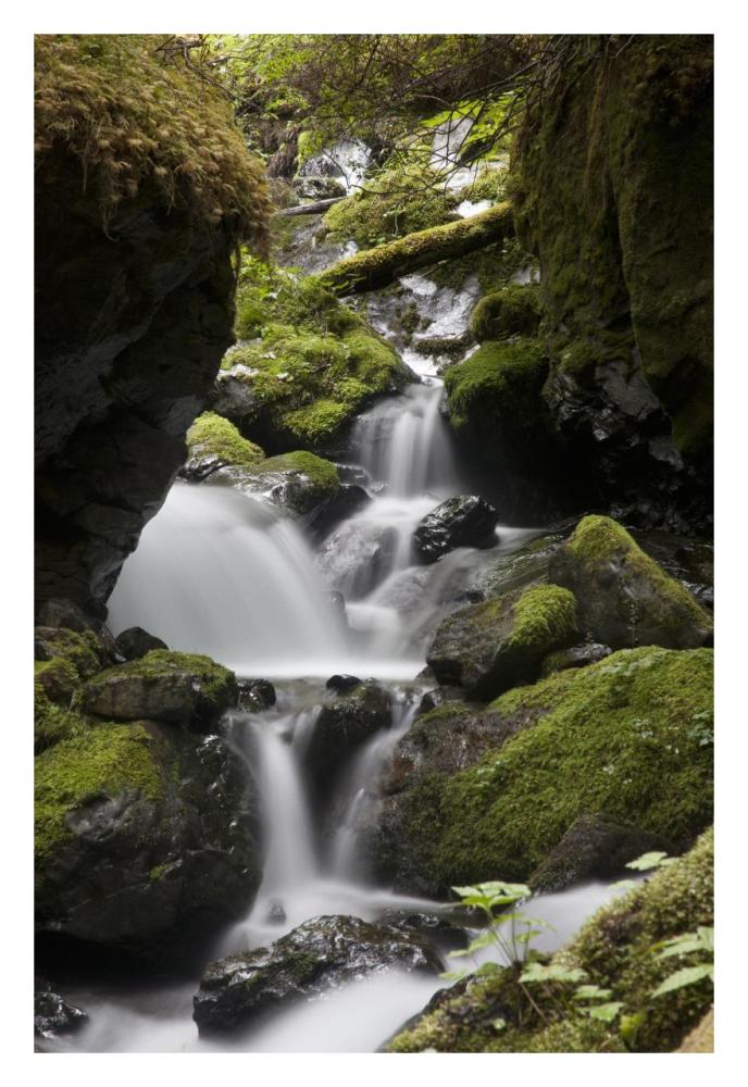 Cascading creek in temperate rainforest interior, Sitka, Alaska-Paper Art-22"x32"