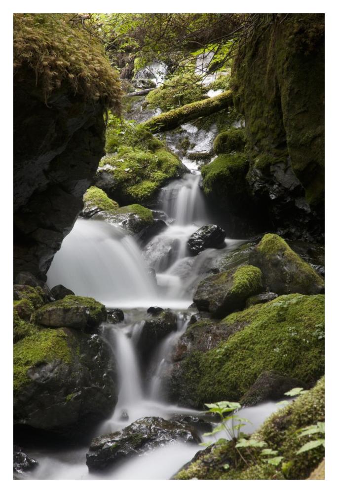 Cascading creek in temperate rainforest interior, Sitka, Alaska-Paper Art-26"x38"