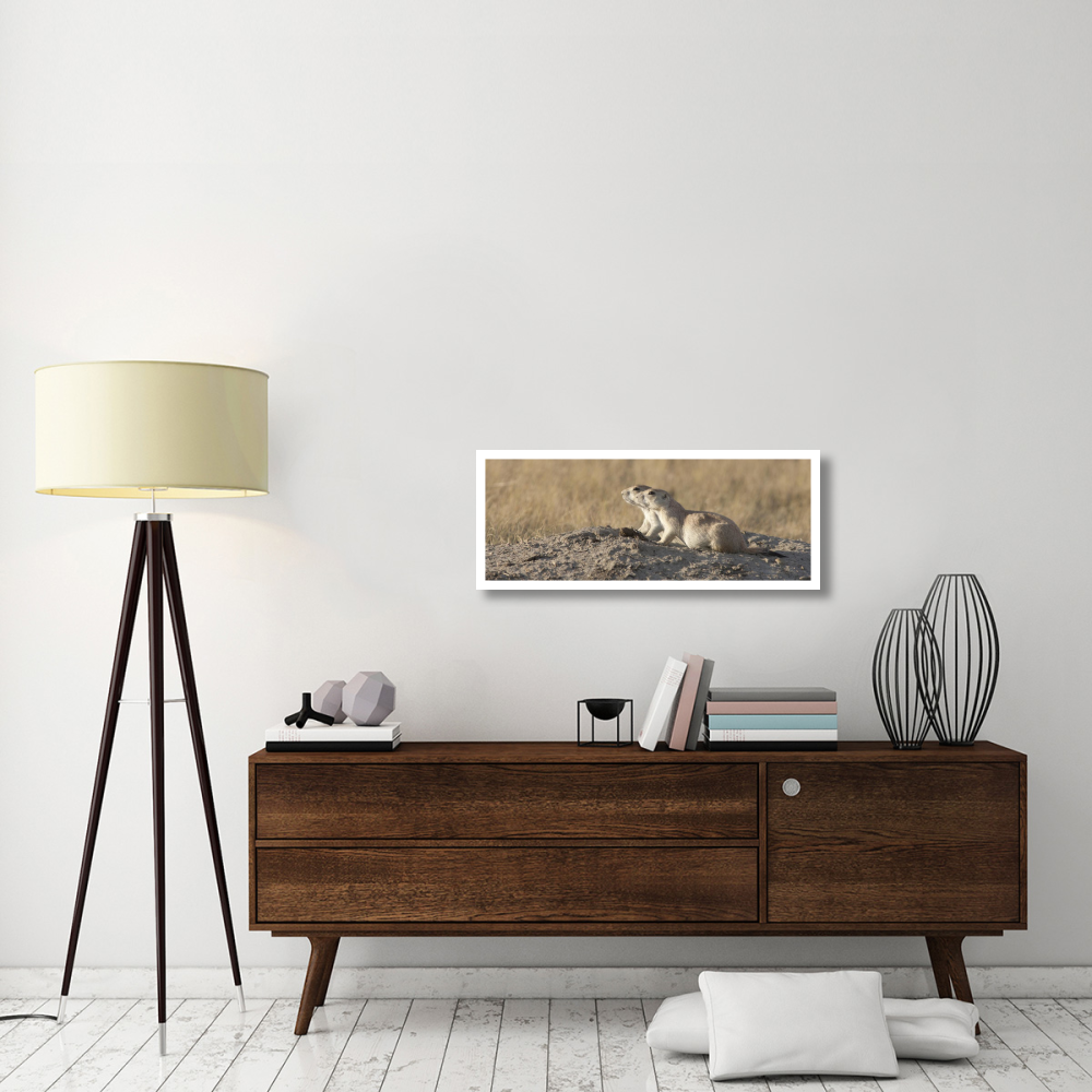 Prairie Dog pair, Grasslands National Park, Saskatchewan, Canada-Paper Art-38&quotx15.3"
