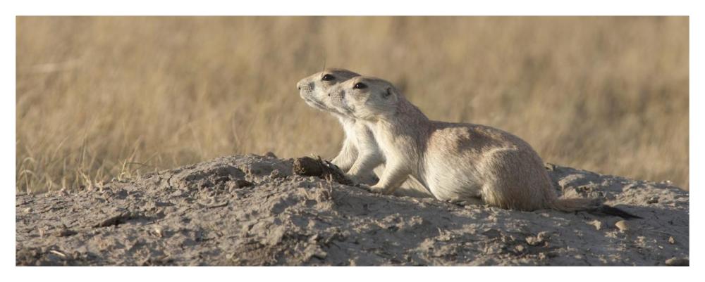 Prairie Dog pair, Grasslands National Park, Saskatchewan, Canada-Paper Art-46"x18.3"