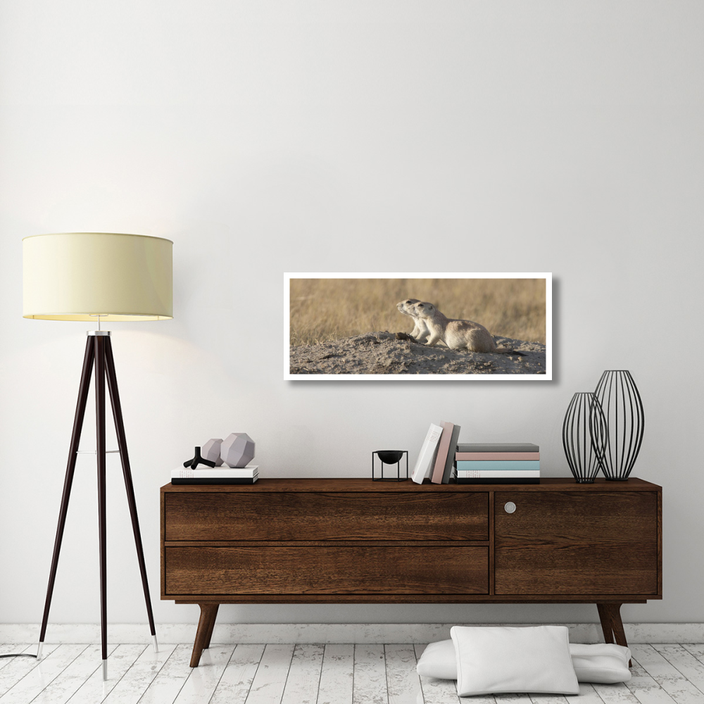Prairie Dog pair, Grasslands National Park, Saskatchewan, Canada-Paper Art-46&quotx18.3"