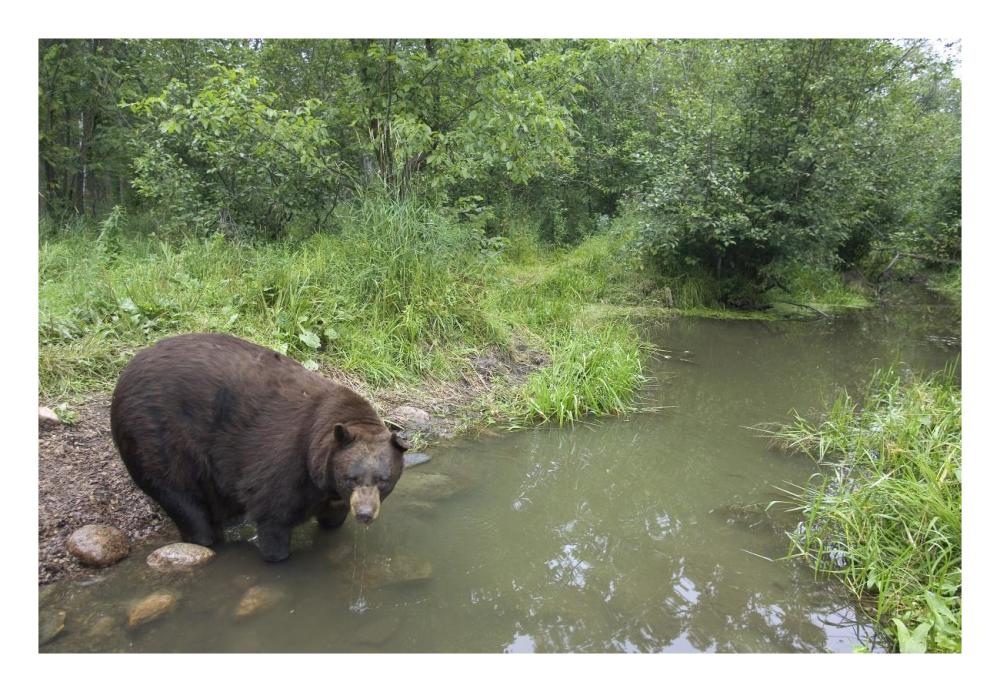 Black Bear large adult male drinking from stream, Orr, Minnesota-Paper Art-26"x18"