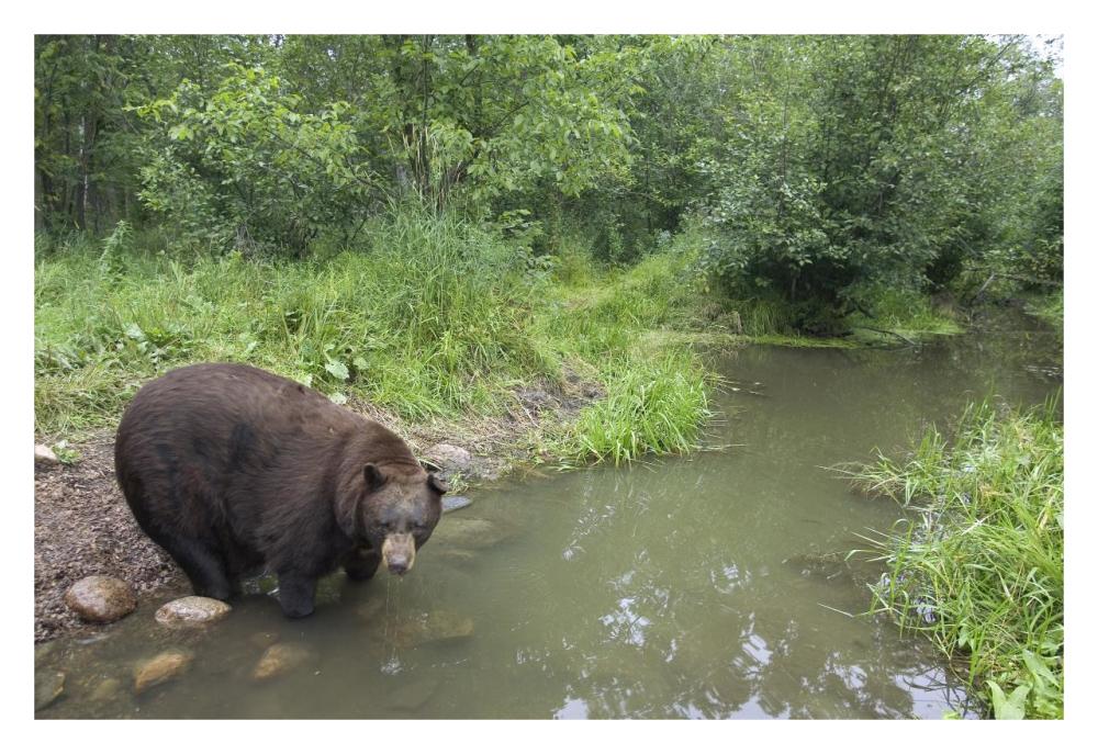 Black Bear large adult male drinking from stream, Orr, Minnesota-Paper Art-32"x22"