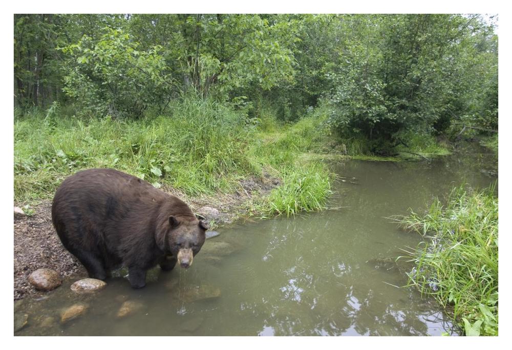 Black Bear large adult male drinking from stream, Orr, Minnesota-Paper Art-38"x26"