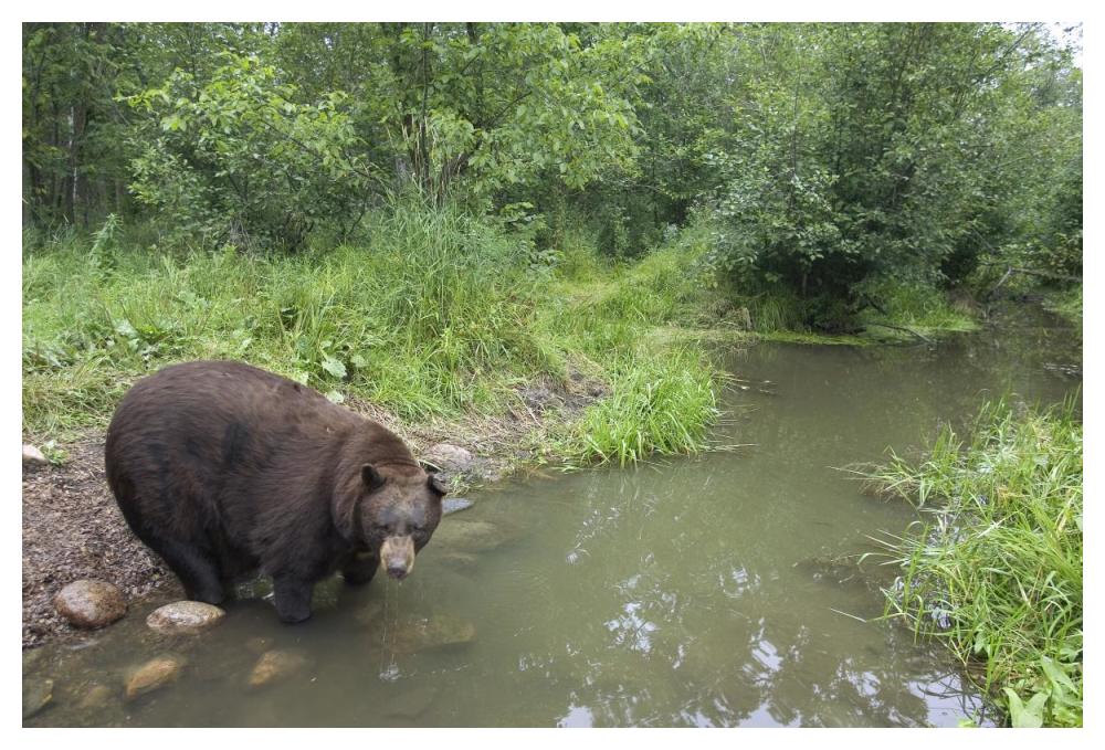 Black Bear large adult male drinking from stream, Orr, Minnesota-Paper Art-50"x34"