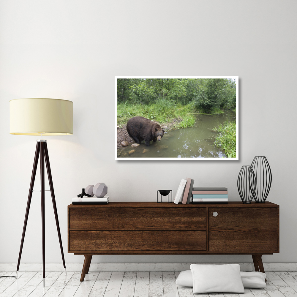 Black Bear large adult male drinking from stream, Orr, Minnesota-Paper Art-50&quotx34"