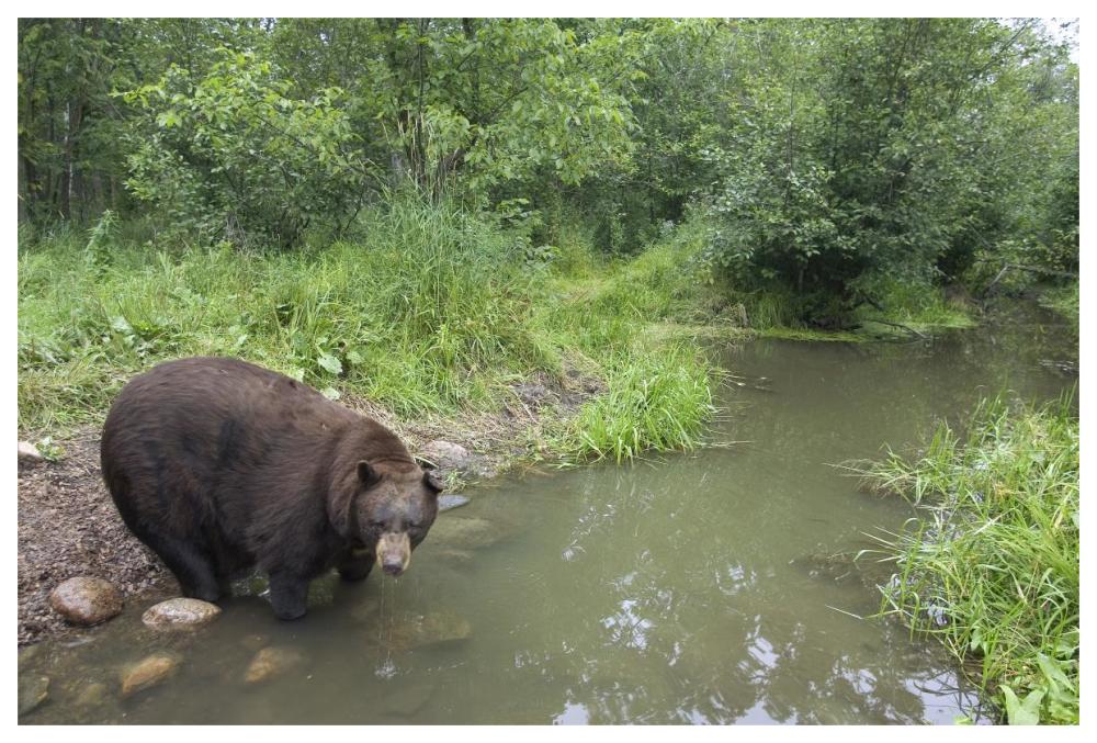 Black Bear large adult male drinking from stream, Orr, Minnesota-Paper Art-62"x42"