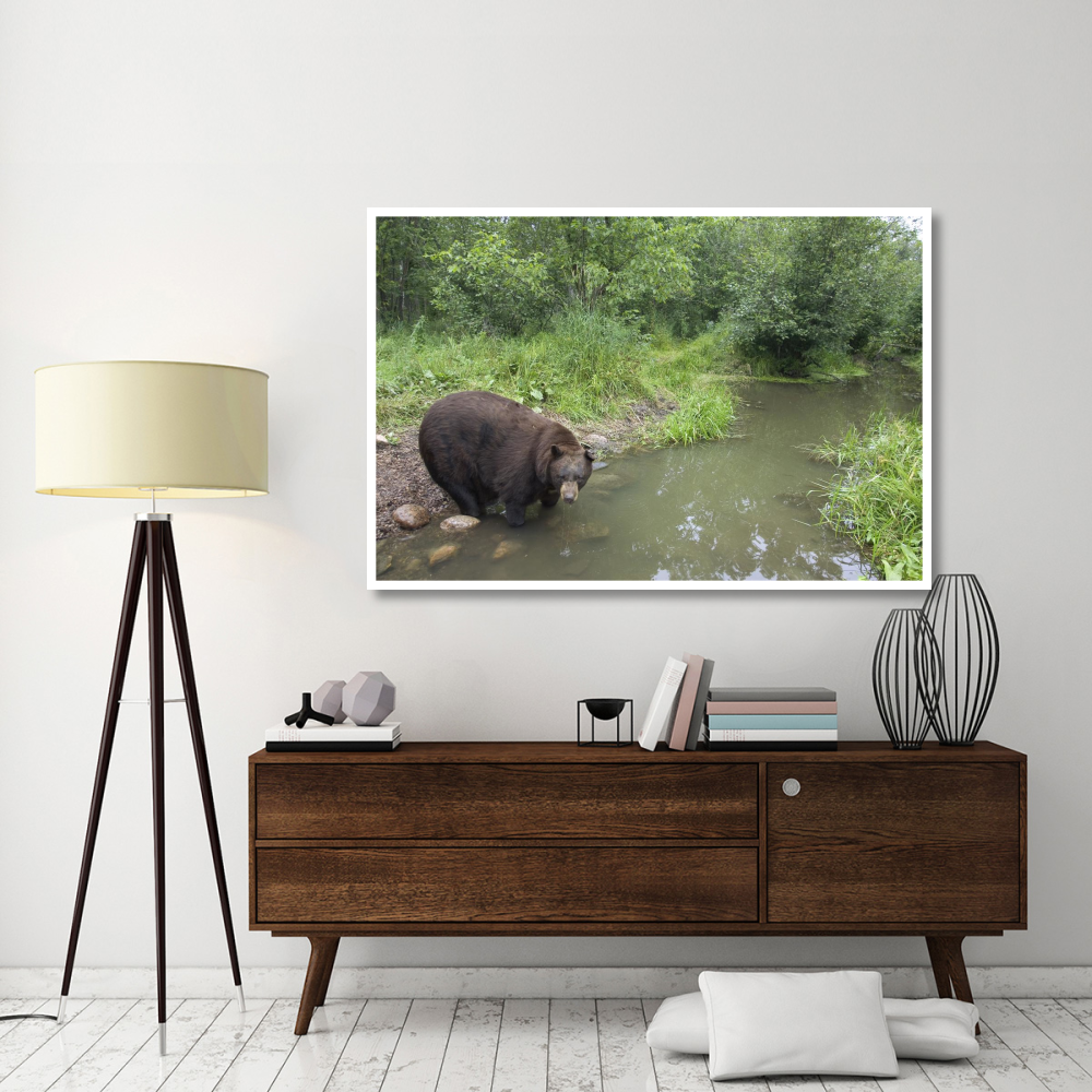 Black Bear large adult male drinking from stream, Orr, Minnesota-Paper Art-62&quotx42"