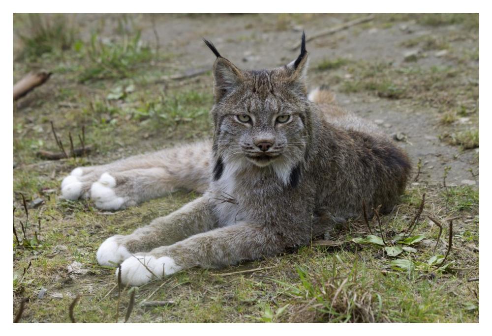 Canada Lynx reclining showng typically large feet, Haines, Alaska-Paper Art-20"x14"