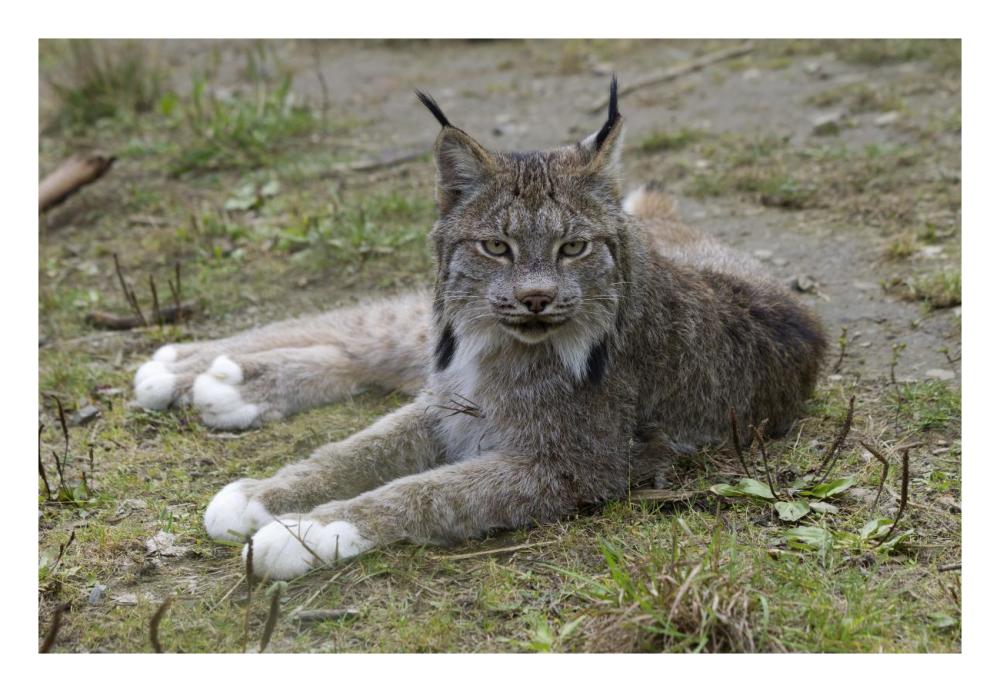 Canada Lynx reclining showng typically large feet, Haines, Alaska-Paper Art-26"x18"
