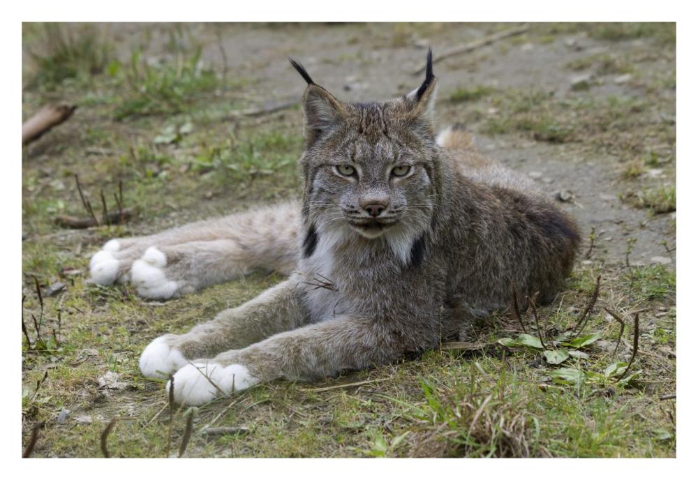 Canada Lynx reclining showng typically large feet, Haines, Alaska-Paper Art-32"x22"