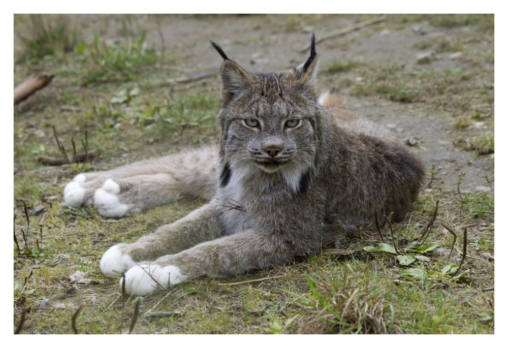 Canada Lynx reclining showng typically large feet, Haines, Alaska-Paper Art-38"x26"