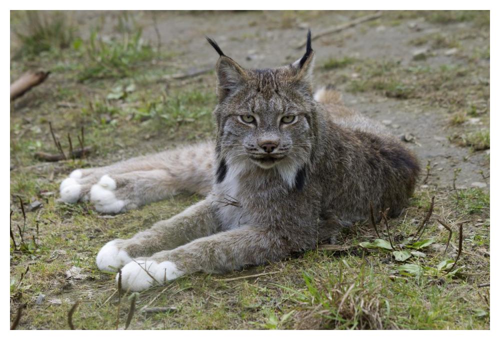 Canada Lynx reclining showng typically large feet, Haines, Alaska-Paper Art-50"x34"