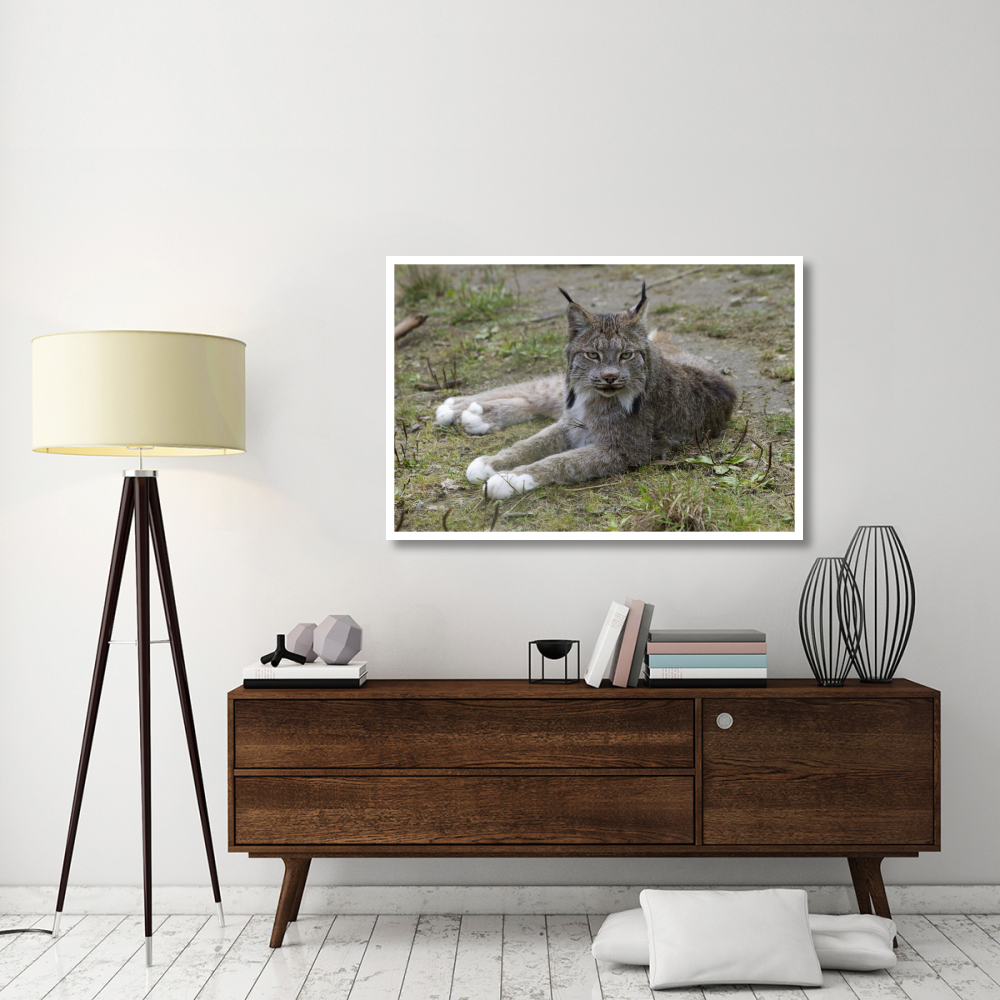 Canada Lynx reclining showng typically large feet, Haines, Alaska-Paper Art-50&quotx34"