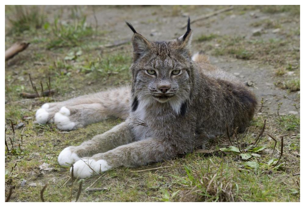 Canada Lynx reclining showng typically large feet, Haines, Alaska-Paper Art-62"x42"