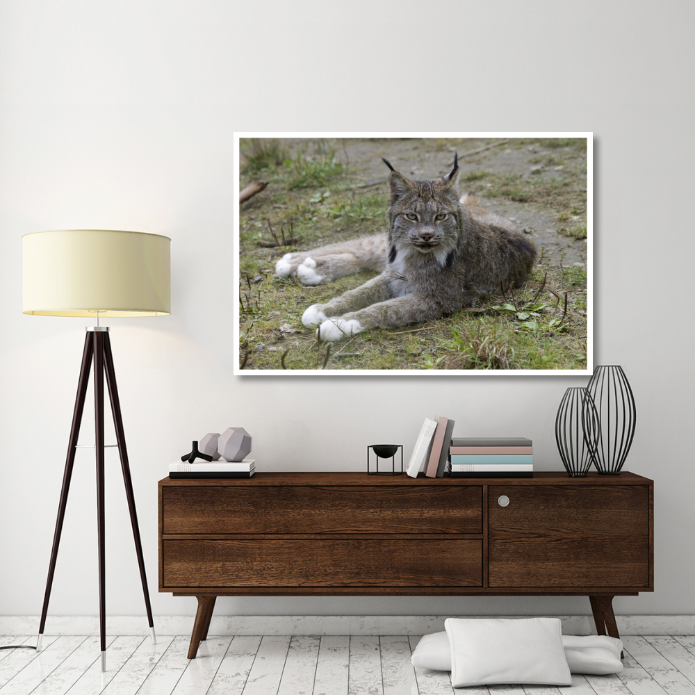 Canada Lynx reclining showng typically large feet, Haines, Alaska-Paper Art-62&quotx42"