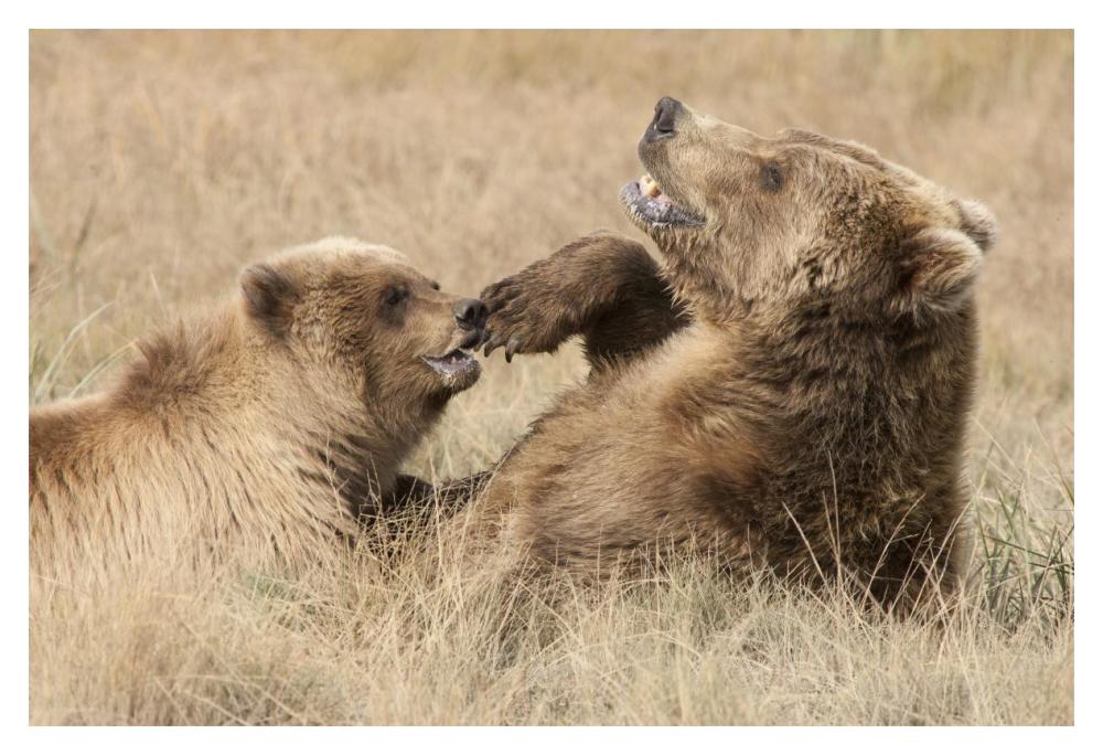 Grizzly Bear mother and cub playing, Katmai National Park, Alaska-Paper Art-20"x14"
