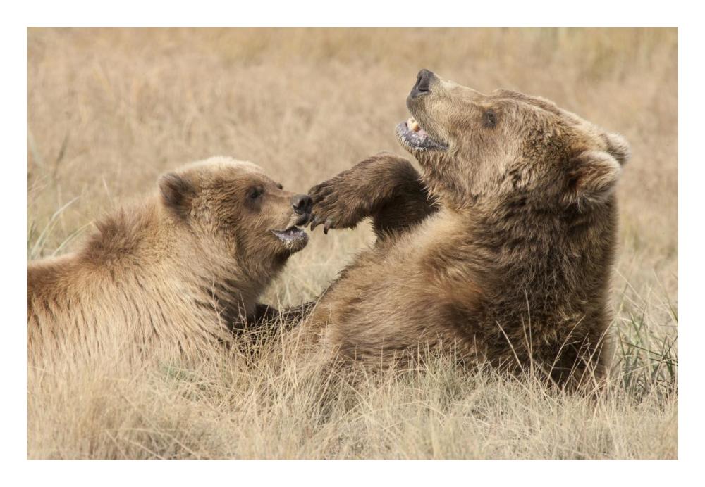Grizzly Bear mother and cub playing, Katmai National Park, Alaska-Paper Art-26"x18"