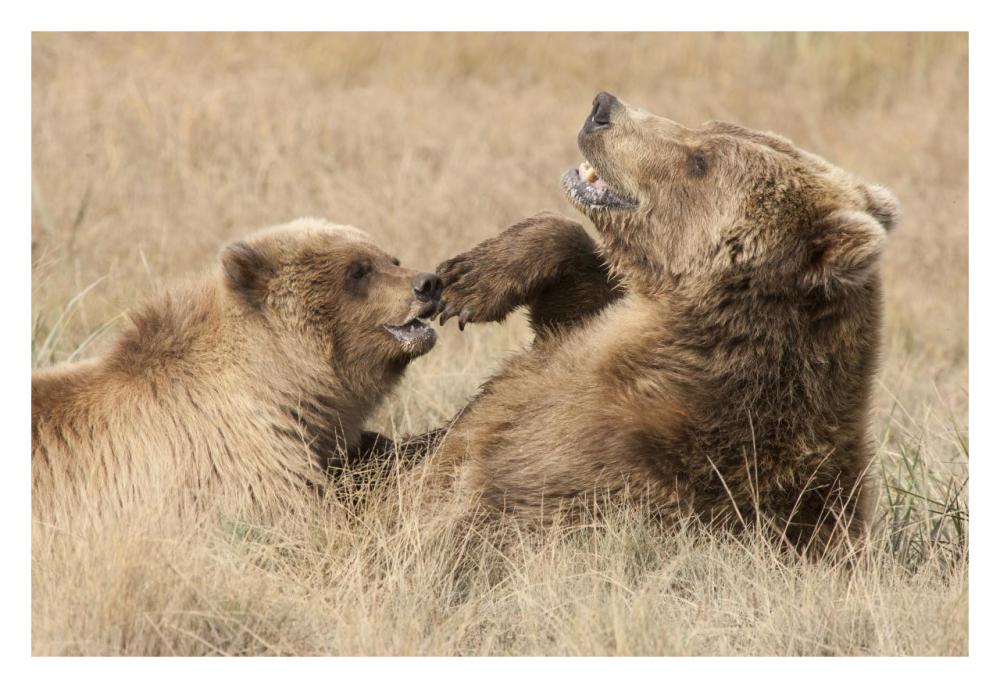 Grizzly Bear mother and cub playing, Katmai National Park, Alaska-Paper Art-32"x22"