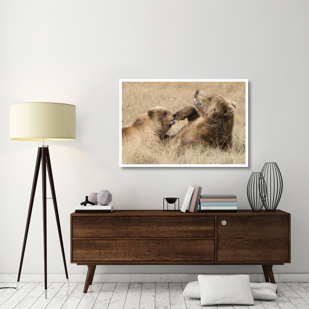Grizzly Bear mother and cub playing, Katmai National Park, Alaska-Paper Art-50&quotx34"
