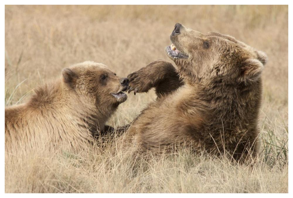 Grizzly Bear mother and cub playing, Katmai National Park, Alaska-Paper Art-62"x42"
