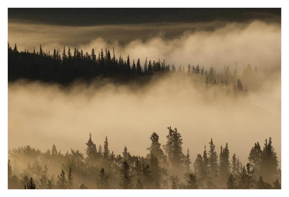 Morning fog near Swan Lake along the Alaska Highway, Yukon, Canada-Paper Art-38"x26"
