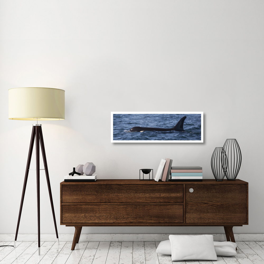 Orca surfacing showing dorsal fin in Queen Charlotte Sound, Canada-Paper Art-42&quotx14"