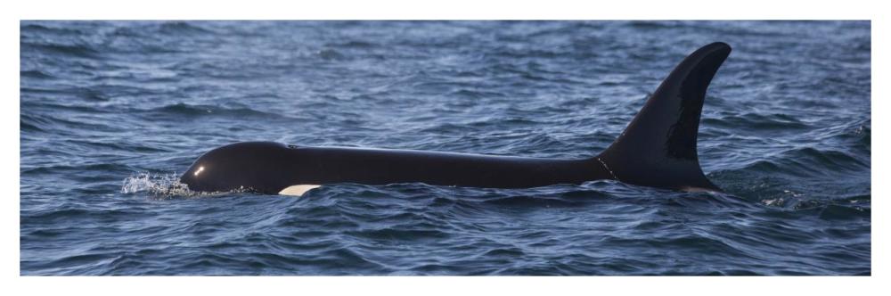 Orca surfacing showing dorsal fin in Queen Charlotte Sound, Canada-Paper Art-46"x15.2"