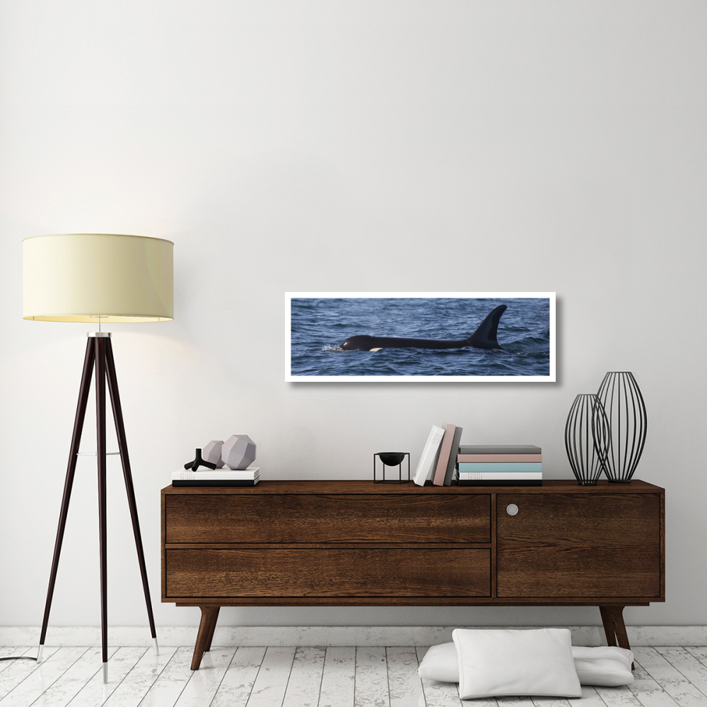 Orca surfacing showing dorsal fin in Queen Charlotte Sound, Canada-Paper Art-46&quotx15.2"