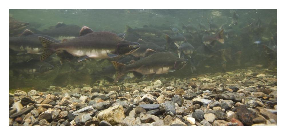 Pink Salmon swimming during migration, Indian River, Sitka, Alaska-Paper Art-32"x15.2"