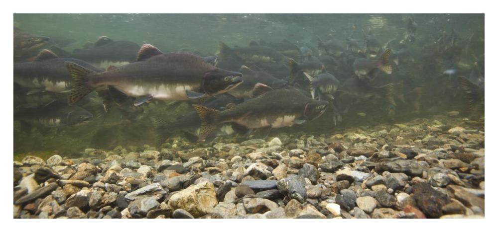 Pink Salmon swimming during migration, Indian River, Sitka, Alaska-Paper Art-38"x17.8"