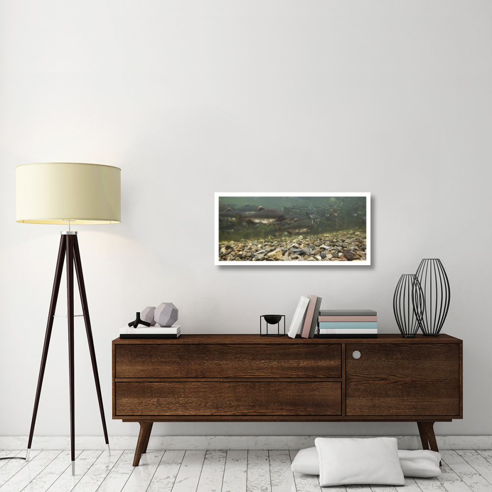 Pink Salmon swimming during migration, Indian River, Sitka, Alaska-Paper Art-38&quotx17.8"