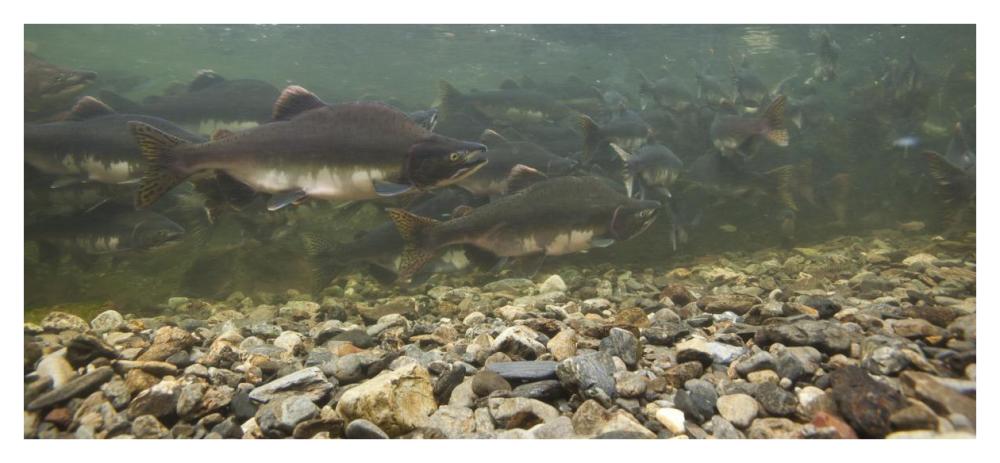 Pink Salmon swimming during migration, Indian River, Sitka, Alaska-Paper Art-42"x19.6"