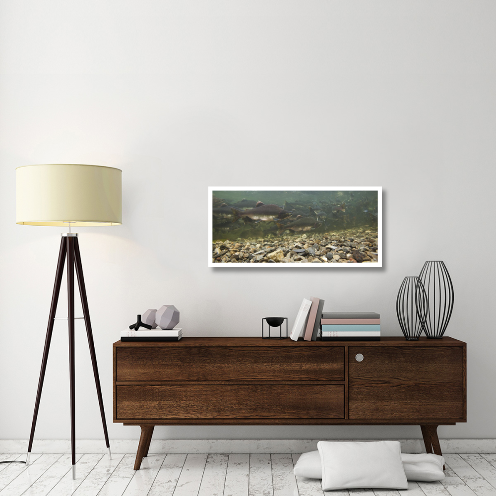 Pink Salmon swimming during migration, Indian River, Sitka, Alaska-Paper Art-42&quotx19.6"