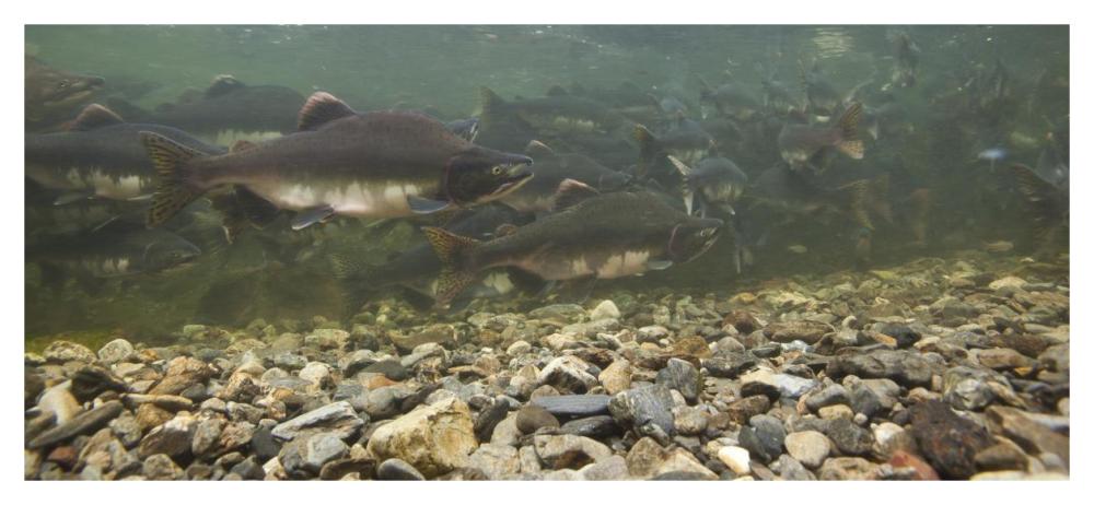 Pink Salmon swimming during migration, Indian River, Sitka, Alaska-Paper Art-46"x21.4"
