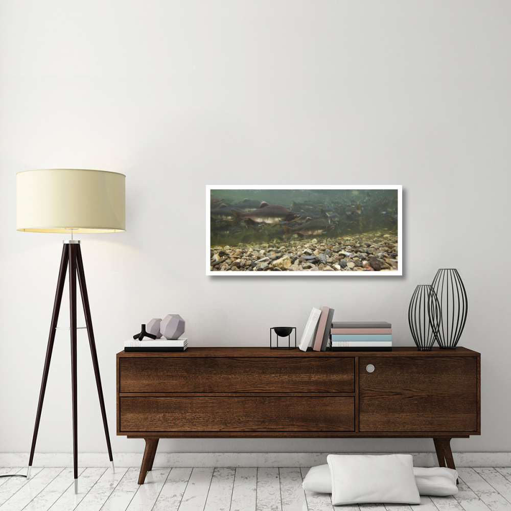 Pink Salmon swimming during migration, Indian River, Sitka, Alaska-Paper Art-46&quotx21.4"