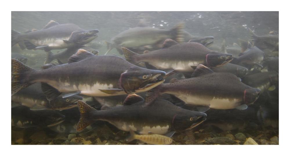 Pink Salmon swimming during migration, Indian River, Sitka, Alaska-Paper Art-26"x14"