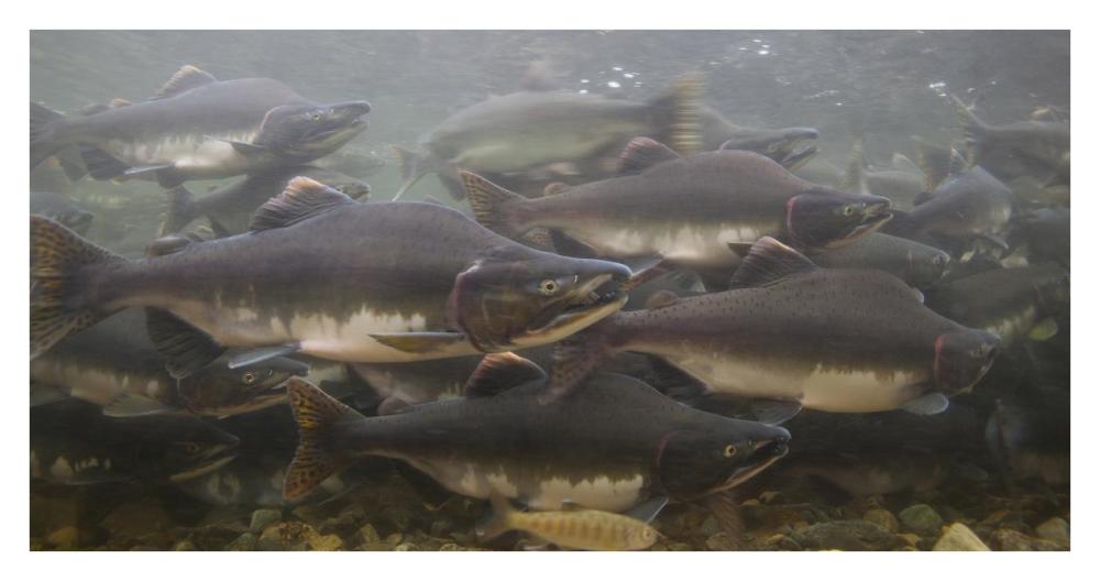 Pink Salmon swimming during migration, Indian River, Sitka, Alaska-Paper Art-38"x20"