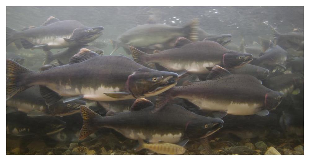 Pink Salmon swimming during migration, Indian River, Sitka, Alaska-Paper Art-50"x26"
