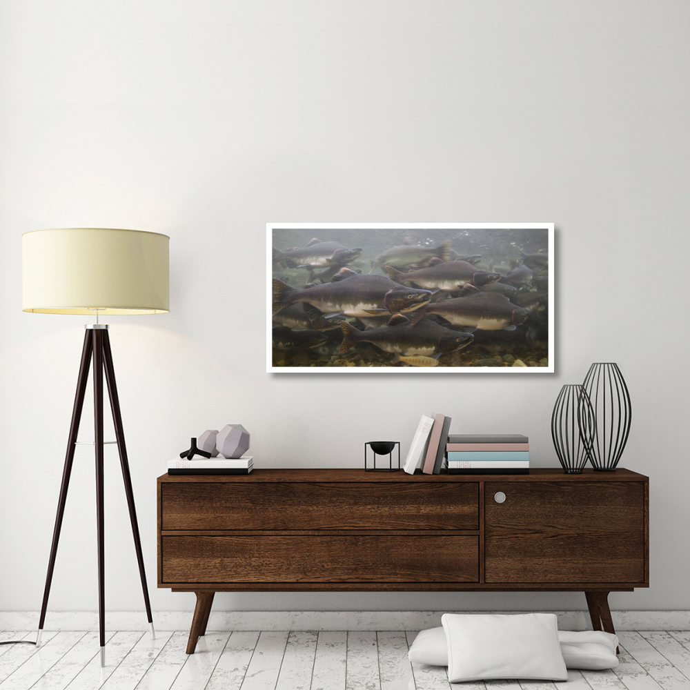 Pink Salmon swimming during migration, Indian River, Sitka, Alaska-Paper Art-50&quotx26"